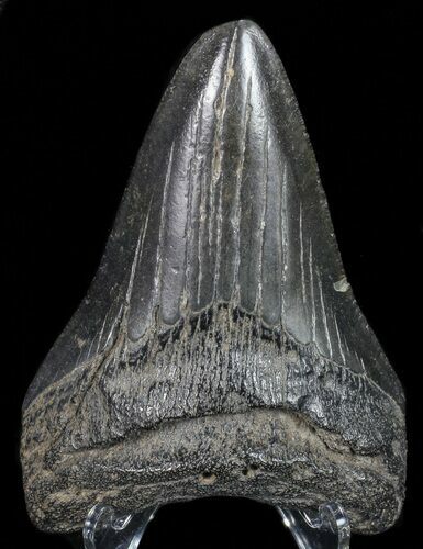 Fossil Megalodon Tooth - Georgia #68072